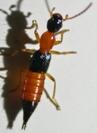 Paederus littorarius